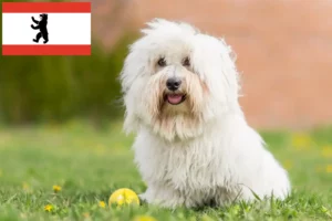 Read more about the article Criadores de Coton de Tuléar e cachorros em Berlim