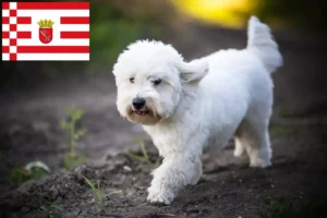 Read more about the article Criadores de Coton de Tuléar e cachorros em Bremen