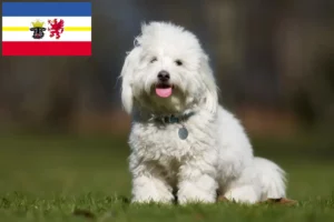 Read more about the article Criadores de Coton de Tuléar e cachorros em Mecklenburg-Vorpommern