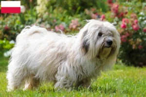 Read more about the article Criadores de Coton de Tuléar e cachorros na Polónia