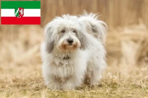 Read more about the article Criadores de Coton de Tuléar e cachorros na Renânia do Norte-Vestefália