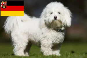 Read more about the article Criadores de Coton de Tuléar e cachorros na Renânia-Palatinado