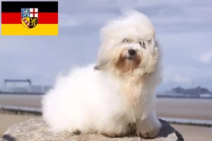 Read more about the article Criadores de Coton de Tuléar e cachorros em Saarland