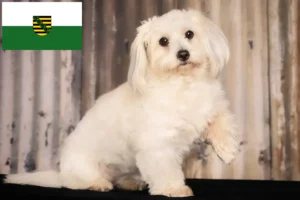 Read more about the article Criadores de Coton de Tuléar e cachorros na Saxónia