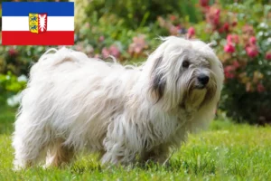 Read more about the article Criadores de Coton de Tuléar e cachorros em Schleswig-Holstein