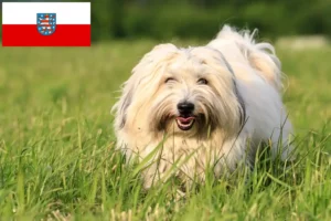 Read more about the article Criadores de Coton de Tuléar e cachorros na Turíngia