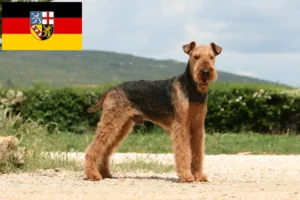 Read more about the article Criadores de Airedale Terrier e cachorros em Saarland