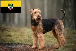 Read more about the article Criadores de Airedale Terrier e cachorros em Saxónia-Anhalt