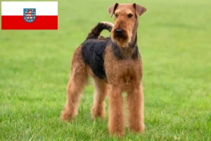 Read more about the article Criadores de Airedale Terrier e cachorros em Thuringia