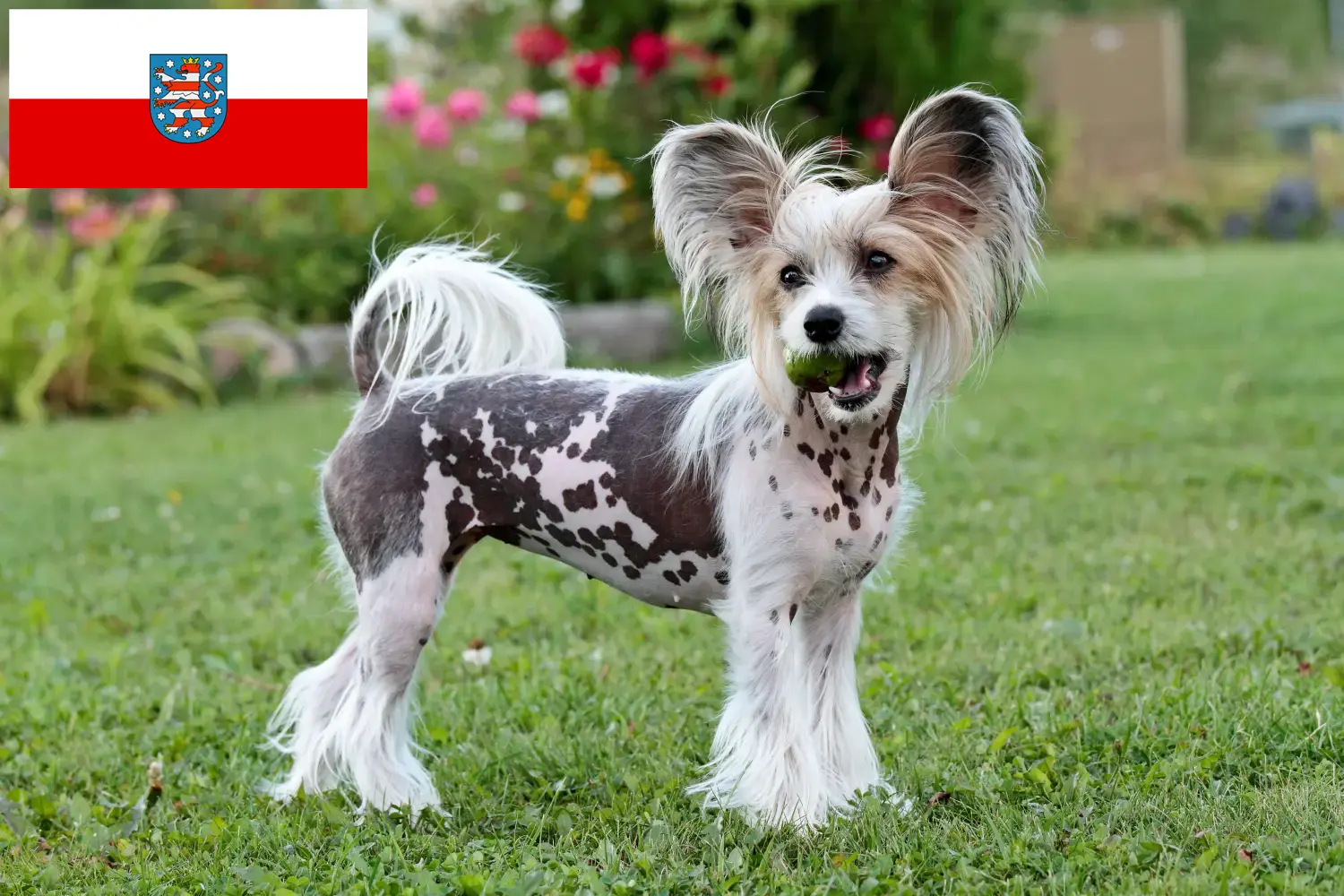 Read more about the article Criadores de cães de crista chinês e cachorros em Thuringia