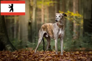 Read more about the article Criadores de galgos e cachorros em Berlim