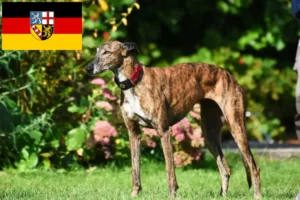 Read more about the article Criadores de galgos e cachorros em Saarland