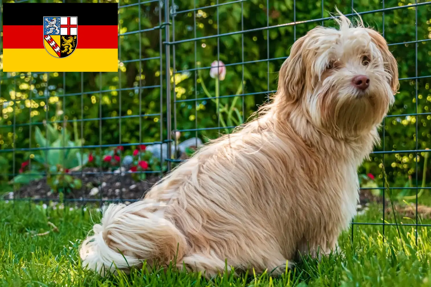 Read more about the article Criadores de Havanese e cachorros em Saarland