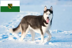 Read more about the article Criadores de Husky e cachorros na Saxónia