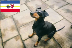 Read more about the article Criadores de Manchester Terrier e cachorros em Mecklenburg-Vorpommern