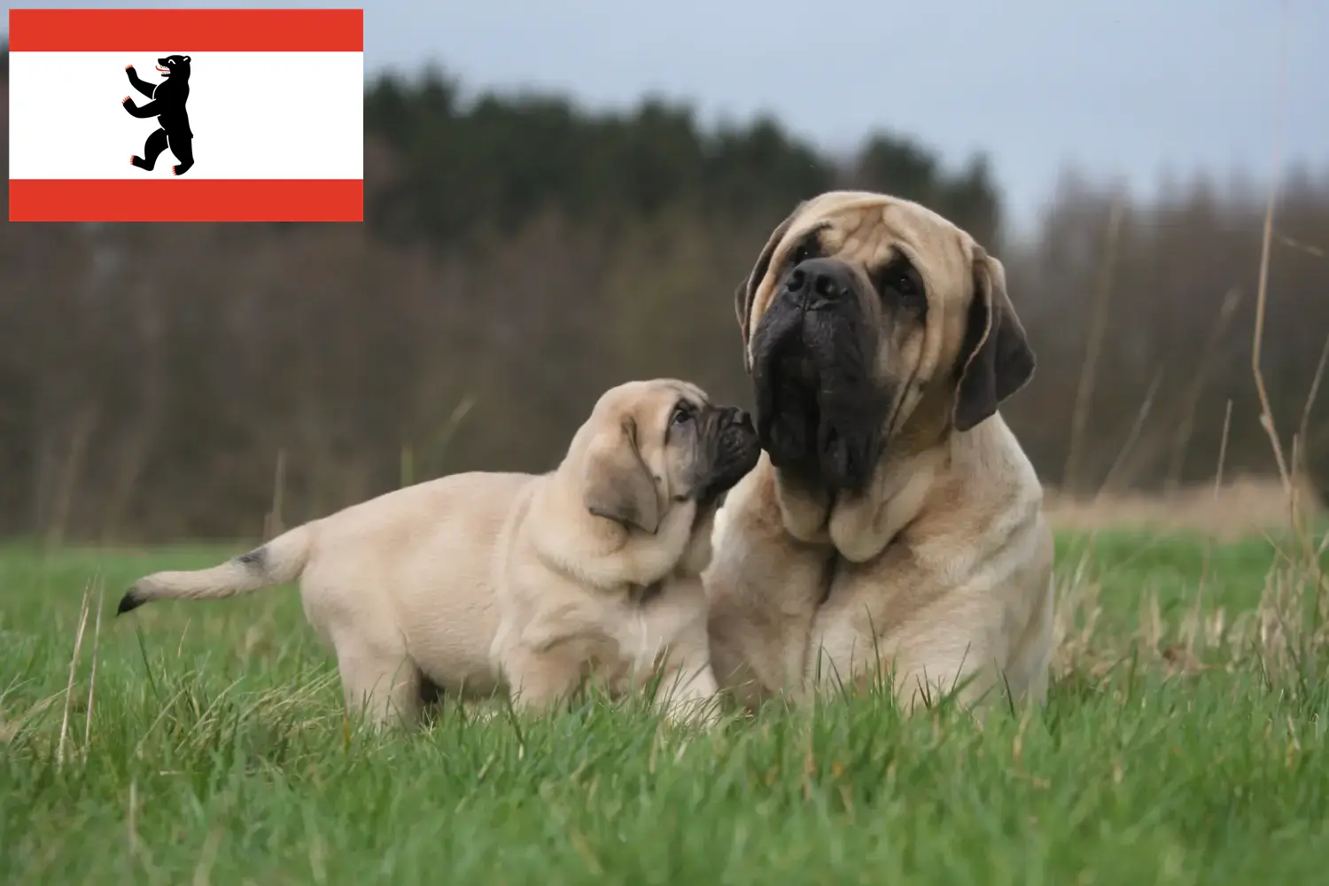 Read more about the article Criadores de Mastiff e cachorros em Berlim