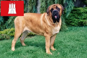 Read more about the article Criadores de Mastiff e cachorros em Hamburgo