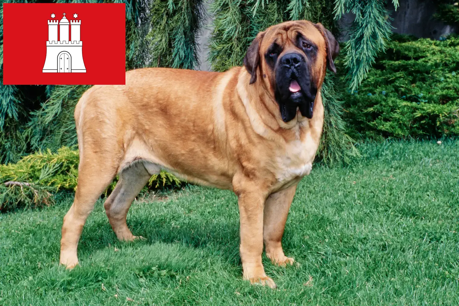 Read more about the article Criadores de Mastiff e cachorros em Hamburgo