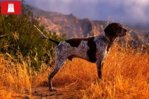 Read more about the article Criadores de pelo curto alemão e cachorros em Hamburgo