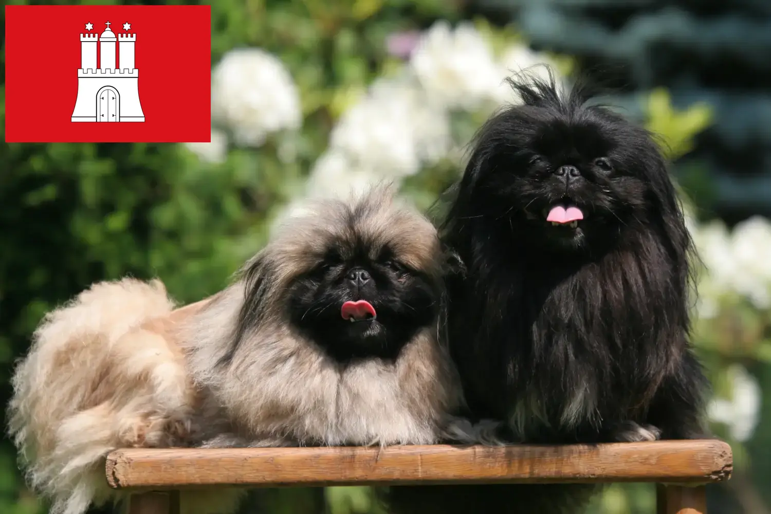 Read more about the article Criadores de pequinês e cachorros em Hamburgo
