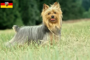 Read more about the article Criadores de Silky Terrier australiano e cachorros em Saarland