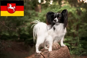 Read more about the article Criador de Spaniel Anão Continental e cachorros na Baixa Saxónia