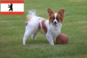 Read more about the article Criador de Spaniel Anão Continental e cachorros em Berlim