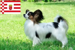 Read more about the article Criador de Spaniel Anão Continental e cachorros em Bremen