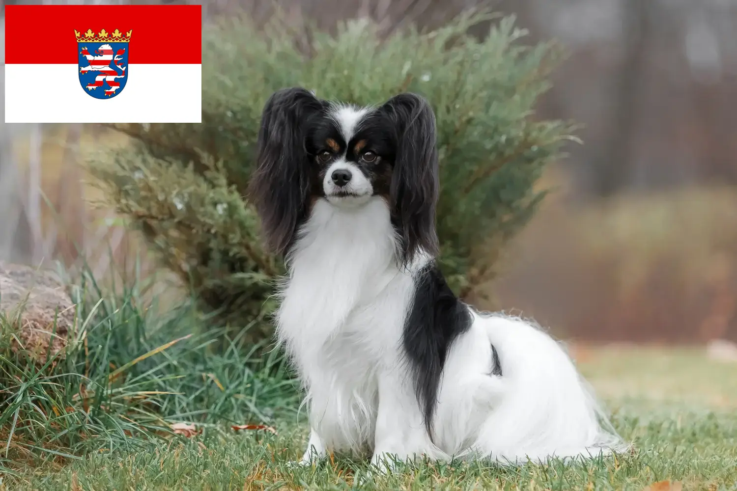 Read more about the article Criador de Spaniel Anão Continental e cachorros em Hessen