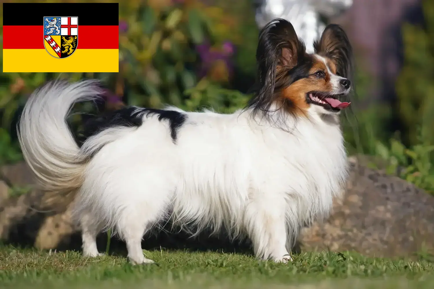 Read more about the article Criador de Spaniel Anão Continental e cachorros em Saarland