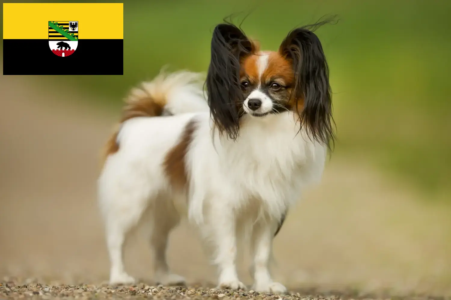 Read more about the article Criador de Spaniel Anão Continental e cachorros em Saxónia-Anhalt