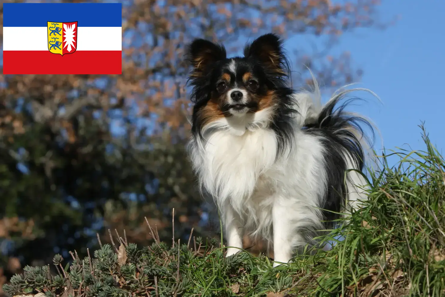 Read more about the article Criador de Spaniel Anão Continental e cachorros em Schleswig-Holstein