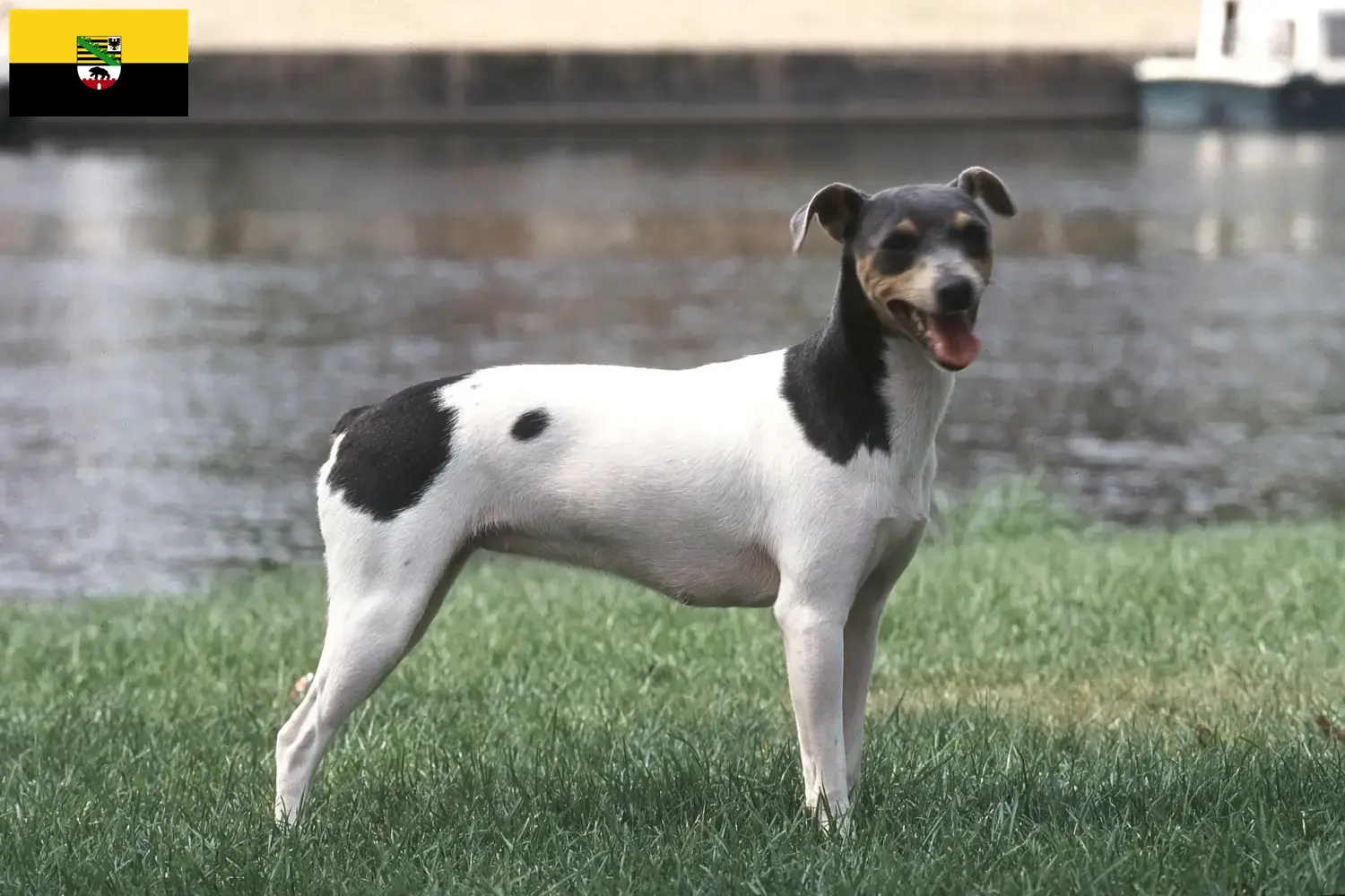 Read more about the article Criadores de Terrier brasileiro e cachorros em Saxónia-Anhalt