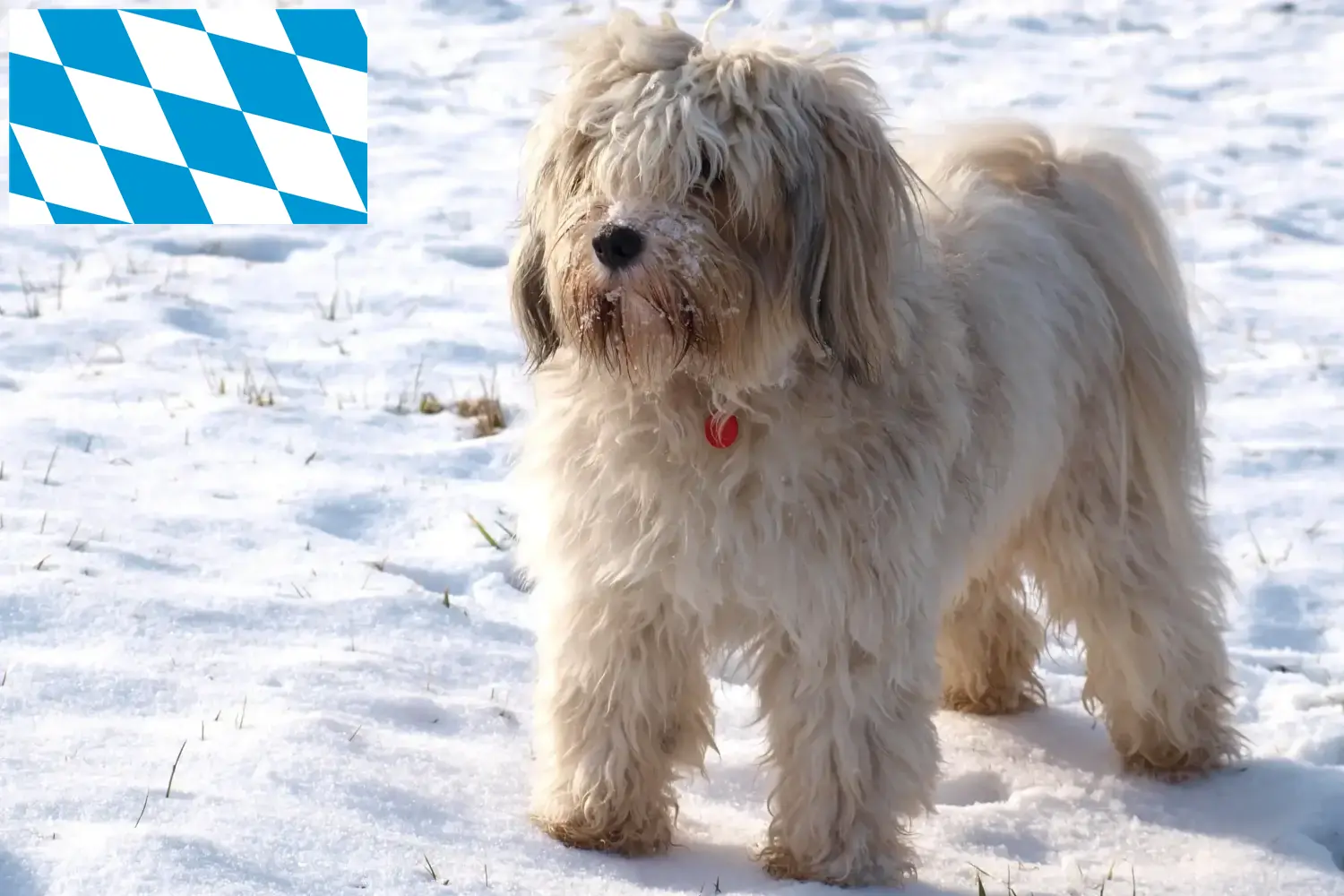 Read more about the article Criadores de Terrier tibetano e cachorros em Baviera