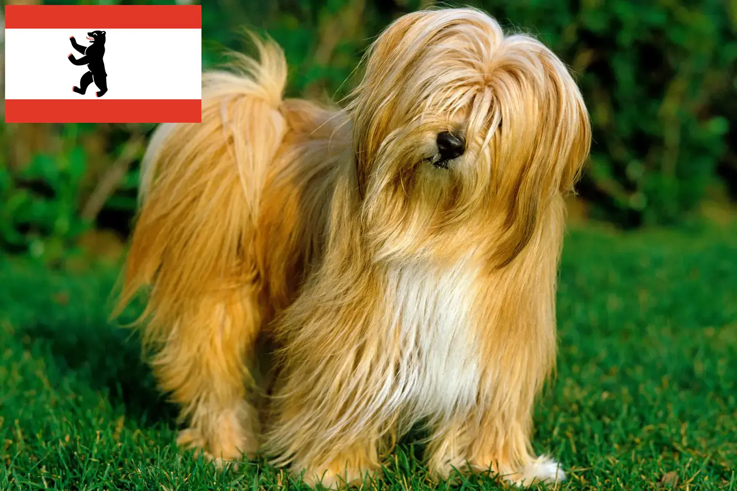 Read more about the article Criadores de Terrier tibetano e cachorros em Berlim