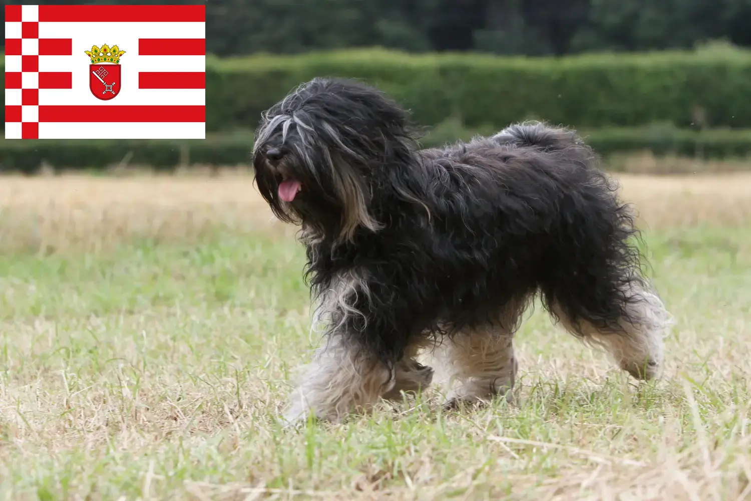 Read more about the article Criador de Terrier Tibetano e cachorros em Bremen