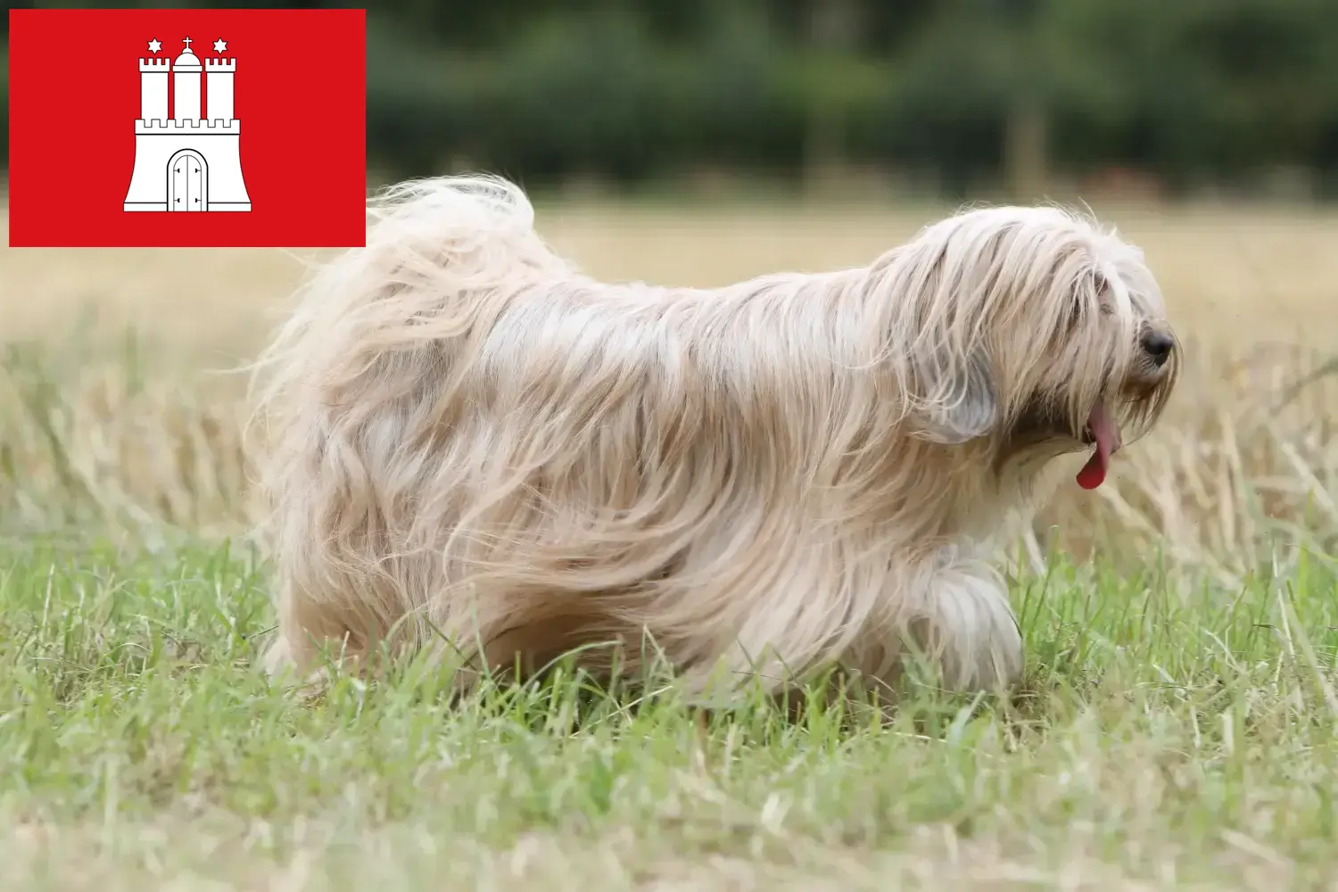 Read more about the article Criadores de Terrier tibetano e cachorros em Hamburgo