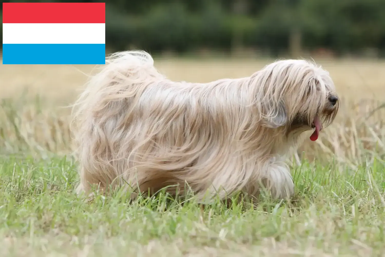 Read more about the article Criadores de Terrier tibetano e cachorros no Luxemburgo