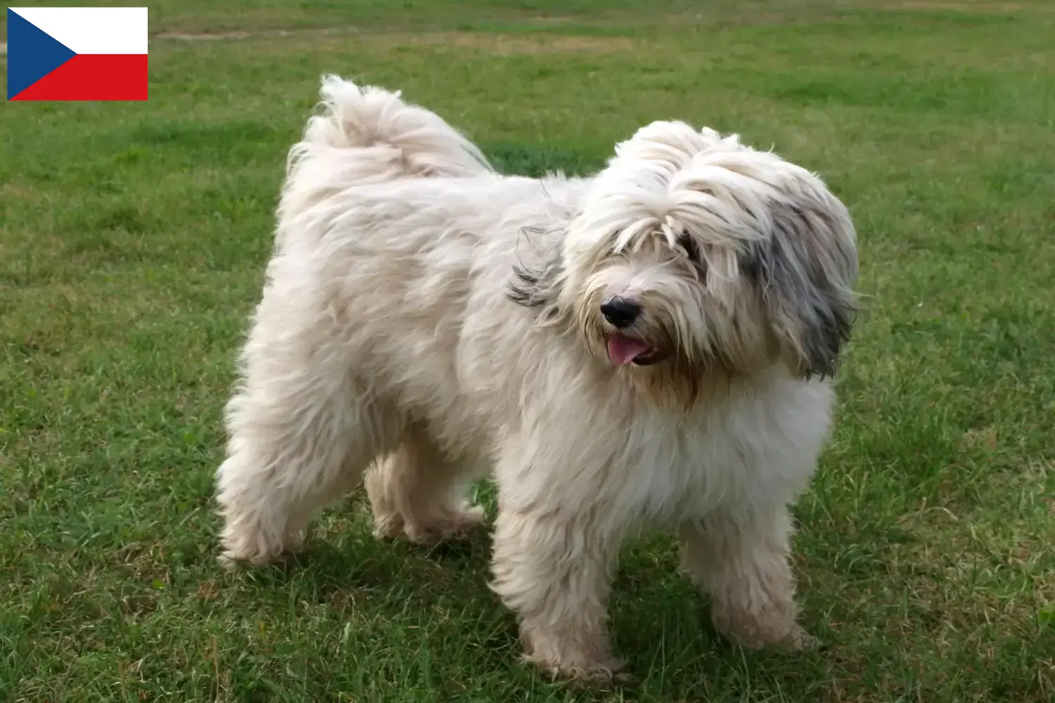 Read more about the article Criadores de Terrier tibetano e cachorros na República Checa