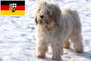 Read more about the article Criadores de Terrier tibetano e cachorros em Sarre