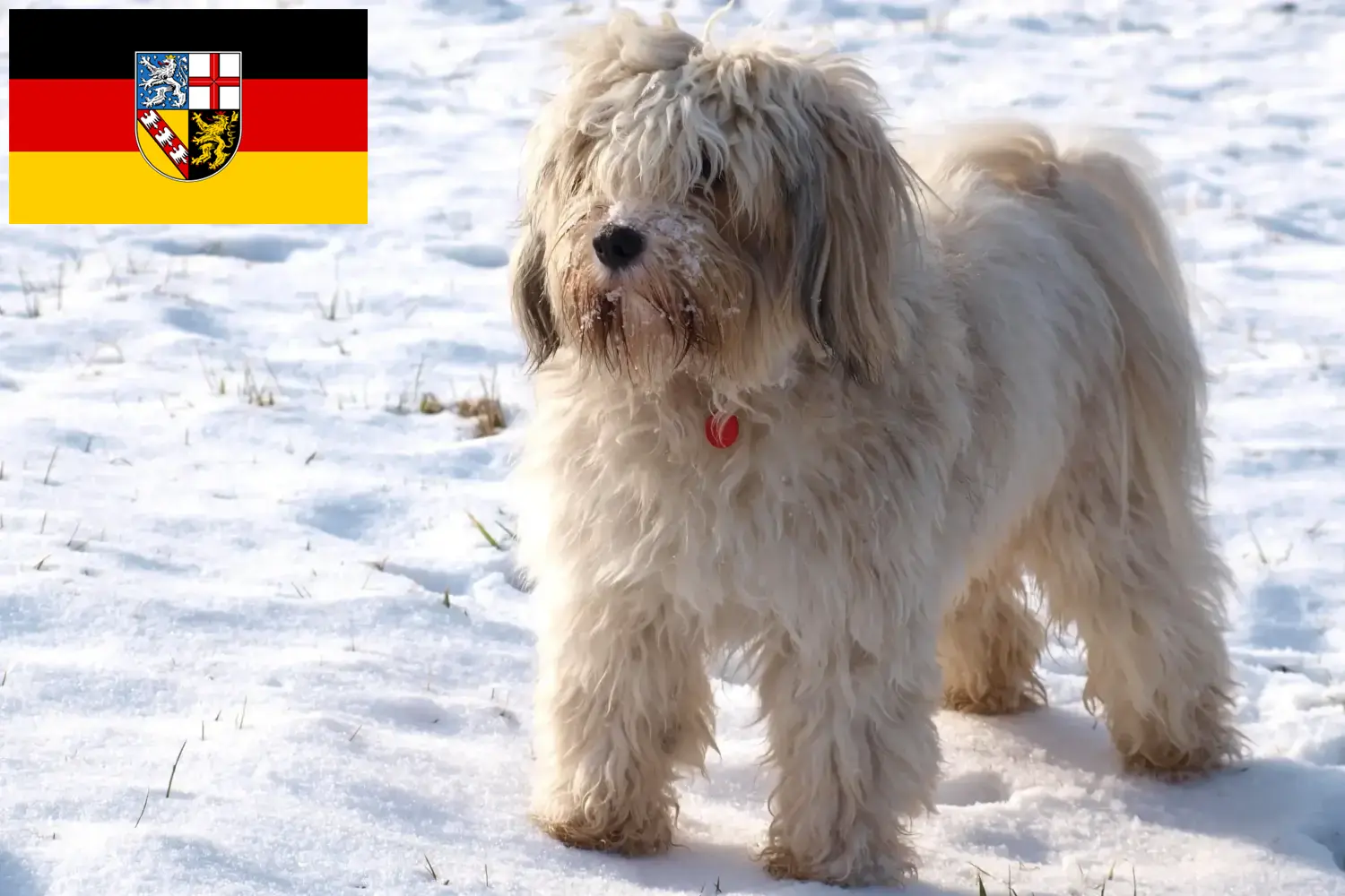 Read more about the article Criadores de Terrier tibetano e cachorros em Sarre