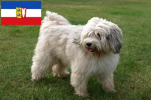 Read more about the article Criadores de Terrier tibetano e cachorros em Schleswig-Holstein