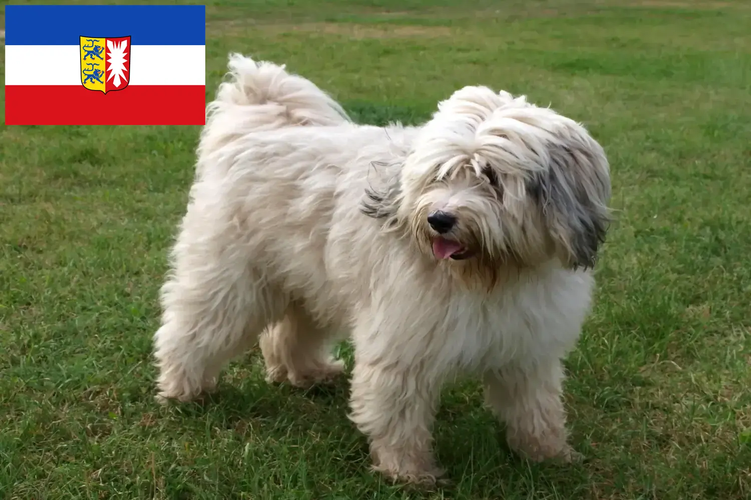 Read more about the article Criadores de Terrier tibetano e cachorros em Schleswig-Holstein