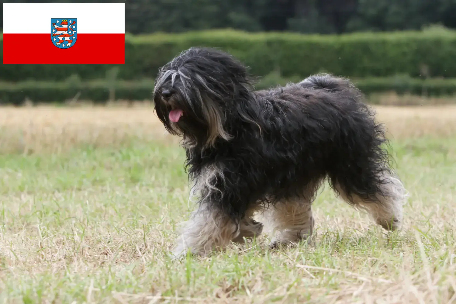 Read more about the article Criadores de Terrier tibetano e cachorros em Turíngia