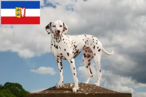 Read more about the article Criadores de dálmatas e cachorros em Schleswig-Holstein