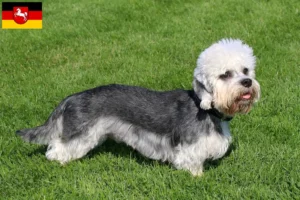 Read more about the article Criadores de Dandie Dinmont Terrier e cachorros na Baixa Saxónia