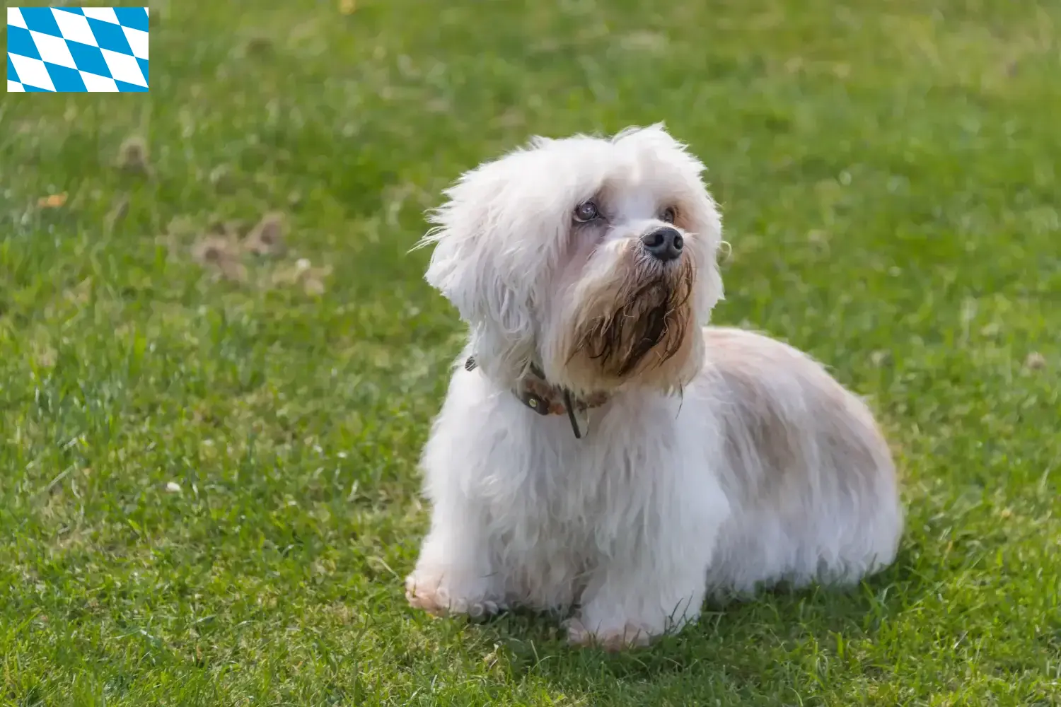 Read more about the article Criadores de Dandie Dinmont Terrier e cachorros na Baviera