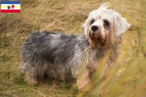 Read more about the article Criadores de Dandie Dinmont Terrier e cachorros em Mecklenburg-Vorpommern