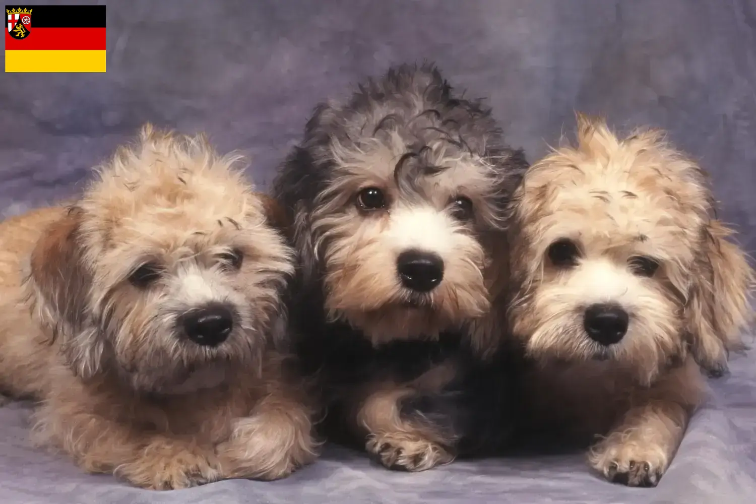 Read more about the article Criadores de Dandie Dinmont Terrier e cachorros em Renânia-Palatinado