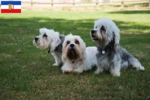 Read more about the article Criadores de Dandie Dinmont Terrier e cachorros em Schleswig-Holstein